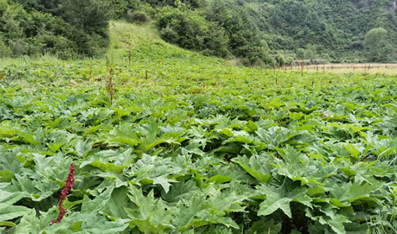 Stake(�й���)�ٷ���վ