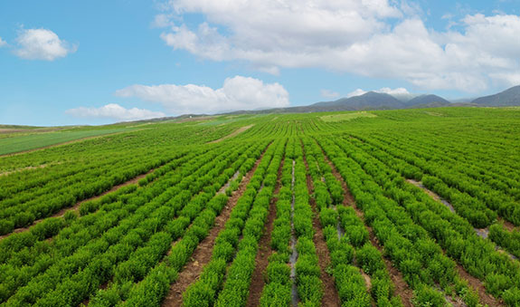 Stake(�й���)�ٷ���վ